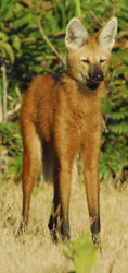 maned wolf v